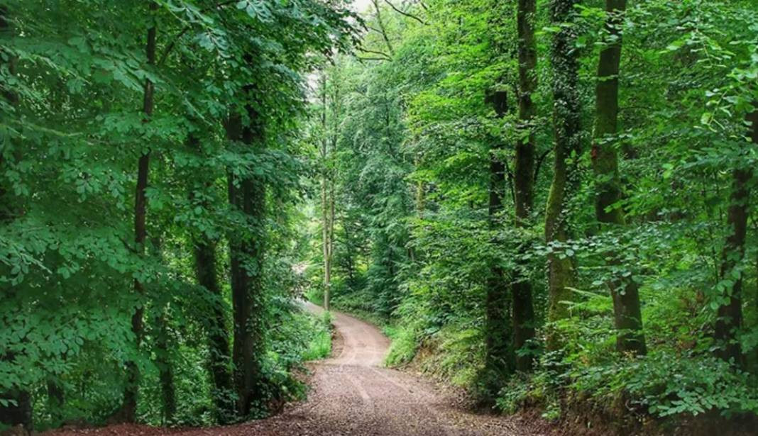 Tam 27 ilde resmen yasaklandı! Ormanlara giremeyeceksiniz - Resim: 22